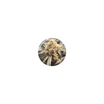 Recovery CBD 3 semillas