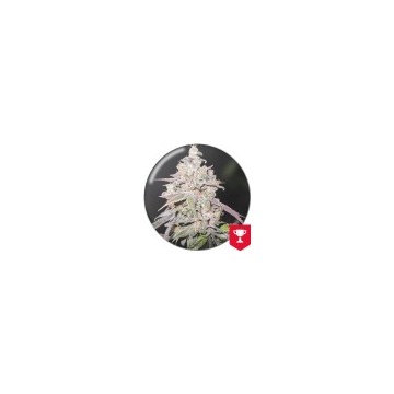 Mendocino Channel Kush 3...