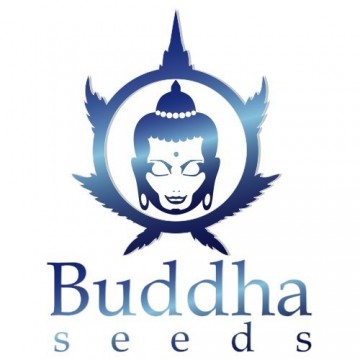 Magnum de Buddha Seeds 1...