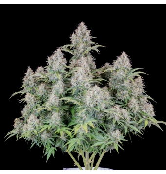 Cinderella Auto 3 semillas