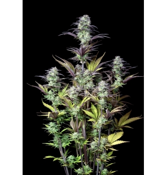 Blueberry Auto 3 semillas