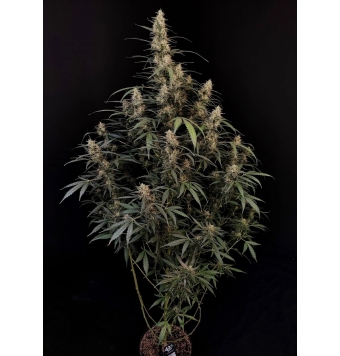 Amnesia Haze Auto 3 semillas