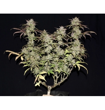 Smoothie Auto 3 semillas