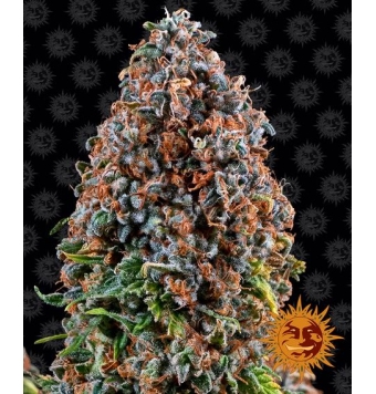 Critical Kush 3 semillas