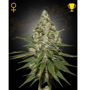 Super Lemon Haze 3 semillas