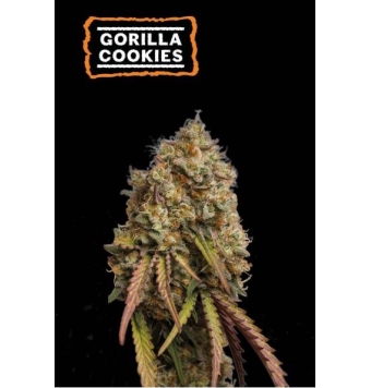 Semillas Gorilla Cookies...
