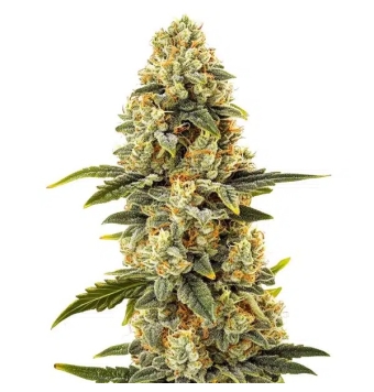 Semillas Critical Bilbo...