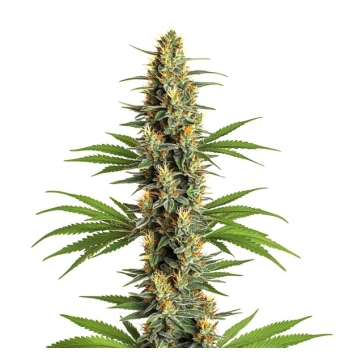Semillas Critical 2.0...