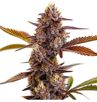 Semillas Mandarin Cookies...