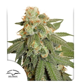 Orange Bud Auto 3 semillas
