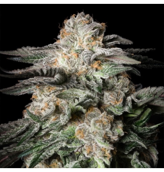 Mint Candy 3 semillas
