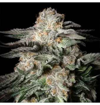Mint Candy 3 semillas