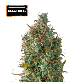 Semillas Gelato 41 3 semillas