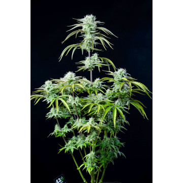 Strawberry Banana Auto Fast...