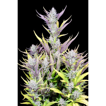 Wedding Glue Auto Fast Buds...