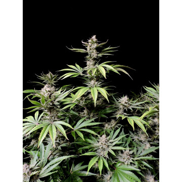 Cherry Cola de Fast Buds 3...