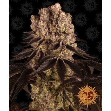 Purple Punch 5 semillas