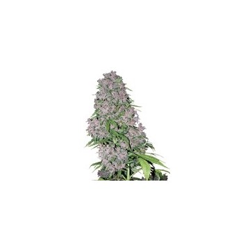 Purple Bud White Label 3...