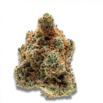 Monkey Glue 5+2