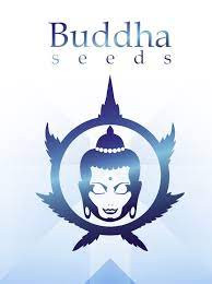 Buddha Seeds